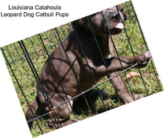 Louisiana Catahoula Leopard Dog Catbull Pups