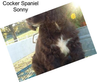 Cocker Spaniel Sonny