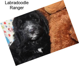 Labradoodle Ranger