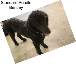 Standard Poodle Bentley