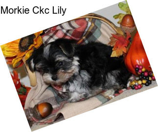 Morkie Ckc Lily