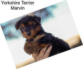 Yorkshire Terrier Marvin