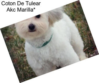 Coton De Tulear Akc Marilla*