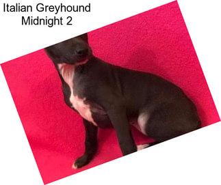 Italian Greyhound Midnight 2