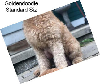Goldendoodle Standard Siz