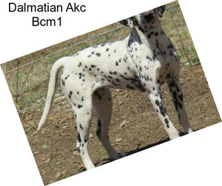 Dalmatian Akc Bcm1