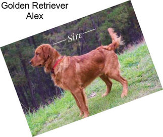 Golden Retriever Alex