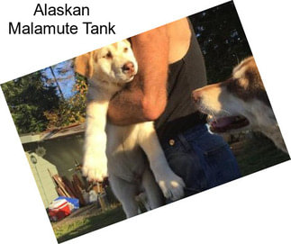 Alaskan Malamute Tank