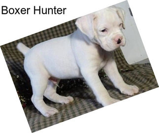 Boxer Hunter