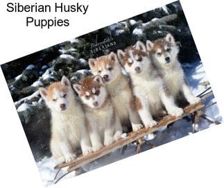 Siberian Husky Puppies