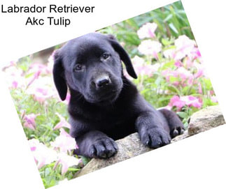 Labrador Retriever Akc Tulip