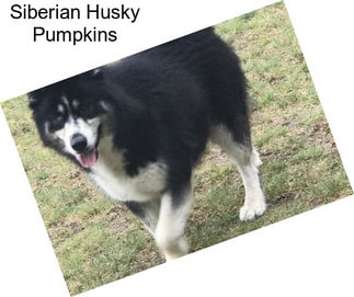 Siberian Husky Pumpkins