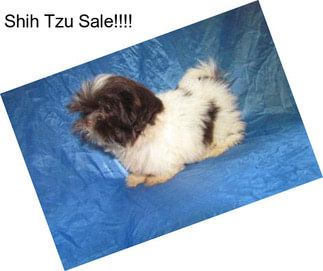 Shih Tzu Sale!!!!