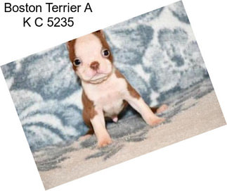 Boston Terrier A K C 5235