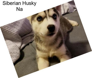 Siberian Husky Na