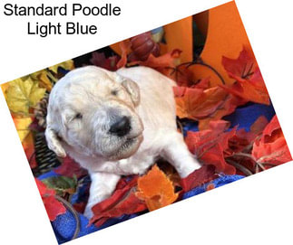 Standard Poodle Light Blue