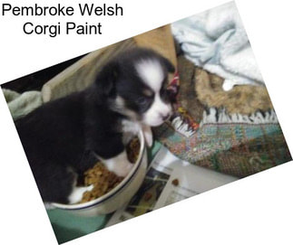 Pembroke Welsh Corgi Paint