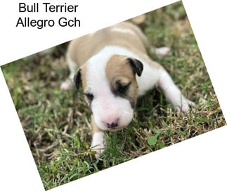 Bull Terrier Allegro Gch