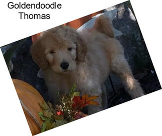 Goldendoodle Thomas