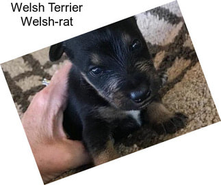 Welsh Terrier Welsh-rat