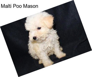 Malti Poo Mason