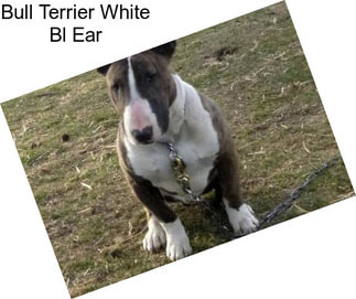 Bull Terrier White Bl Ear