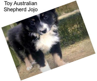 Toy Australian Shepherd Jojo