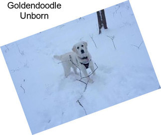 Goldendoodle Unborn