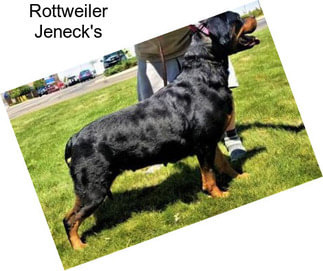 Rottweiler Jeneck\'s