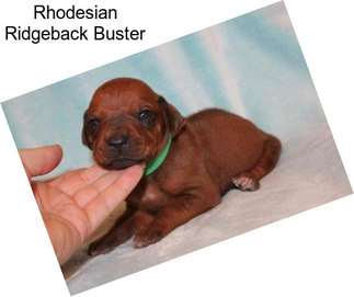 Rhodesian Ridgeback Buster