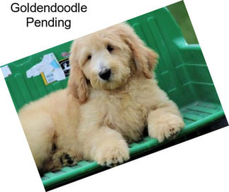 Goldendoodle Pending