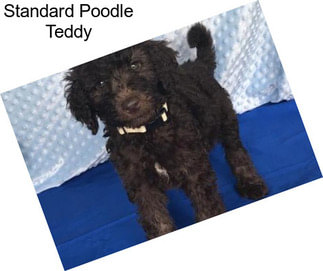 Standard Poodle Teddy