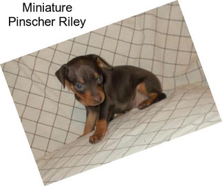 Miniature Pinscher Riley