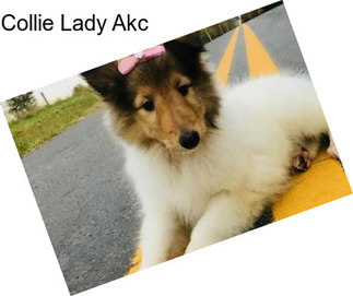 Collie Lady Akc