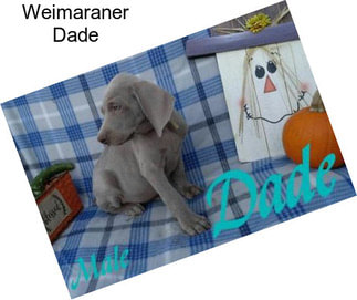 Weimaraner Dade