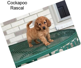 Cockapoo Rascal