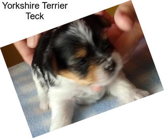 Yorkshire Terrier Teck