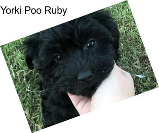 Yorki Poo Ruby