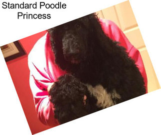 Standard Poodle Princess