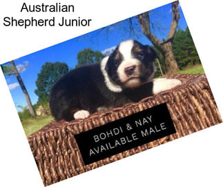 Australian Shepherd Junior