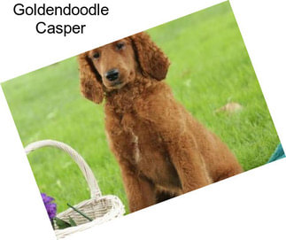 Goldendoodle Casper