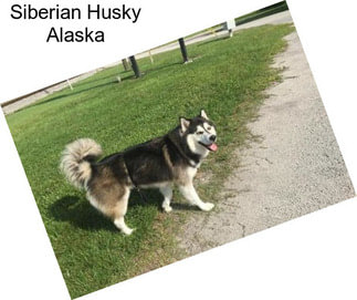 Siberian Husky Alaska