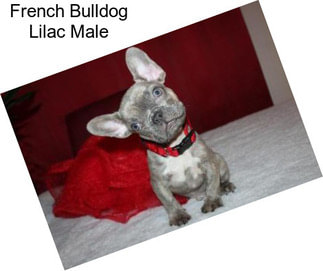 French Bulldog Lilac Male