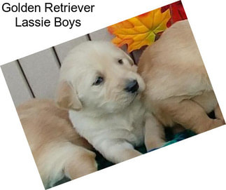 Golden Retriever Lassie Boys