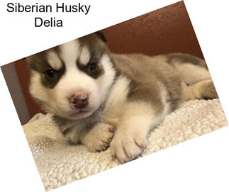 Siberian Husky Delia