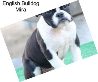 English Bulldog Mira