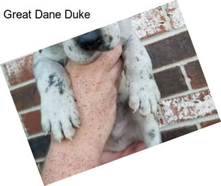 Great Dane Duke