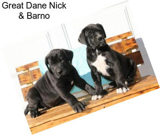 Great Dane Nick & Barno