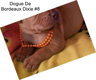 Dogue De Bordeaux Dixie #8