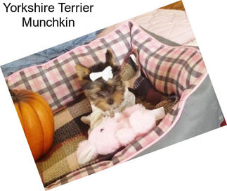 Yorkshire Terrier Munchkin